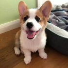 Prod�m �t��ata welsh corgi Pembroke.