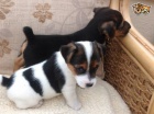Prod�m �t��ata jack russella.