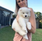 �t��ata samojeda na prodej