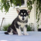 Prod�m �t��ata alja�sk�ho malamuta