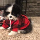 Prod�m �t��ata pomeraniana