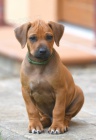 Rhod�sk� Ridgeback - vymazlen� �t���tka s PP