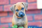 Rhod�sk� Ridgeback - vymazlen� �t���tka s PP
