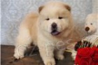 Kr�sn� �t���tka Chow Chow k adopci.