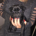 �ern� Mops samec a fenka �t��ata k adopci.