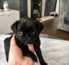 o�kovan� a od�erven� �t��ata Mops� k adopci.