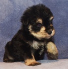 Prod�m �t��ata mal�ch kn�ra��.