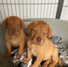 Prod�m o�kovan� a od�erven� �T��ATA Dogue de Bordeaux