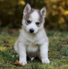 Prod�m o�kovan� �t��ata Pomskies (k��enec sibi�sk� husky a pomeranian)