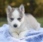 Prod�m o�kovan� �t��ata Pomskies (k��enec sibi�sk� husky a pomeranian)