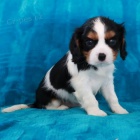 Prod�m o�kovan� �t��ata Kaval�r King Charles Spaniel.