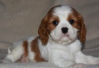 Prod�m o�kovan� �t��ata Kaval�r King Charles Spaniel.