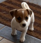 Prod�m o�kovan� �t��ata jack russell teri�ra.