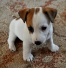 Prod�m o�kovan� �t��ata jack russell teri�ra.