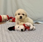 Prod�m mini �t��ata bi�onka.