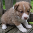 Prod�m o�kovan� a od�erven� �t��ata border kolie