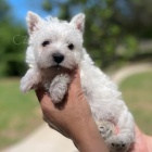 Prod�m mini �t��ata West Highland White Terriers