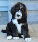 �t��ata Bernedoodle k dispozici