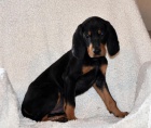 �t��ata Coonhound k dispozici