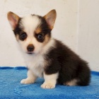 Prod�m o�kovan� �t��ata Pembroke Welsh Corgi.
