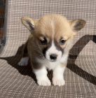 Prod�m �t��ata Pembroke Welsh Corgi.