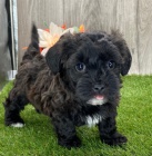 �ern� zdrav� �t��ata Havanese na prodej.