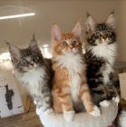 Prod�m o�kovan� ko�ata mainsk�ch m�val�ch.