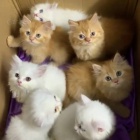 Prod�m Persk� ko��tka.