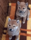 Nab�z�m �t��ata shiba inu