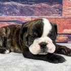 �t��ata fen i samc� anglick�ho buldo�ka.