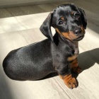 N�dhern� �t��ata jezev��ka, pejska a fenky.