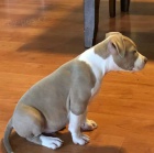 �t��ata Pitbull.