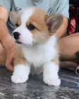 �istokrevn� �t��ata Pembroke Welsh Corgi.