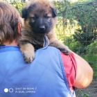 N�meck� ov��k �t��ata s PP