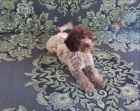Lagotto Romagnolo �t��ata