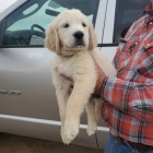 Rozko�n� �t��ata zlat�ho retr�vra.