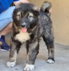 �t��ata kavkazsk�ho ov��ka