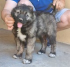 �t��ata kavkazsk�ho ov��ka