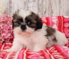 Prod�m hygienicky a soci�ln� vy�kolen� �t��ata SHIH TZU