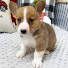 Prod�m �t��ata Pembroke Welsh Corgi.