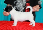 �t��ata Jack Russell Terrier po �ampionech s testy DNA s PP