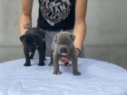 Cane Corso �t��ata na prodej
