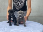 Cane Corso �t��ata na prodej