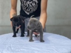 Cane Corso �t��ata na prodej