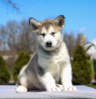 Roztomil� �t���tka alja�sk�ho malamuta jsou p�ipravena k prodeji.