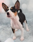 Roztomil� �t���tka Basenji jsou p�ipravena do nov�ch rodin.