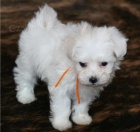 �t��ata bolo�sk�ho plemene na prodej.