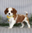 �t��ata Kaval�r King Charles �pan�l jsou p�ipravena k prodeji