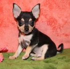 Prod�m �t��ata �ivavy