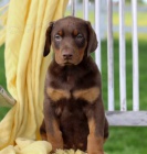 Prod�m roztomil� �t��ata dobrmana